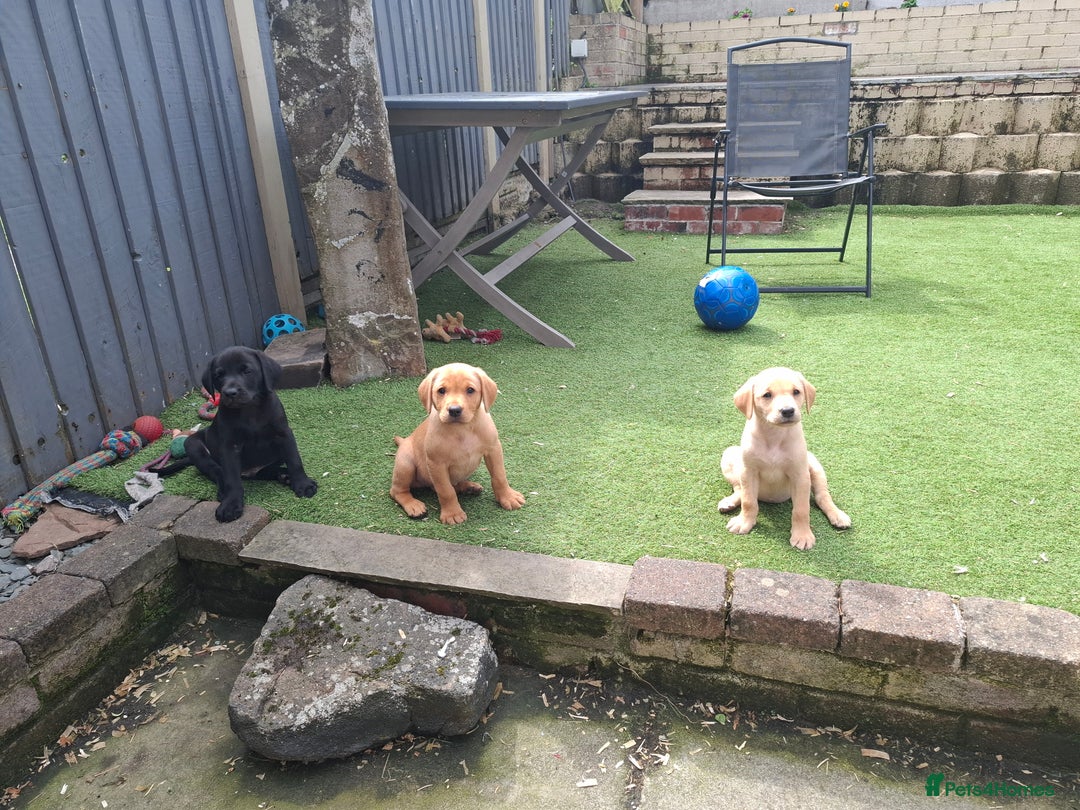 Labrador Retriever dogs for sale: Beautiful Labrador Puppies **READY NOW** - Image 2