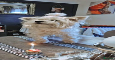 Yorkshire Terrier dogs Yorkshire terrier puppies (1 girl left) Ready now! - Advert 4