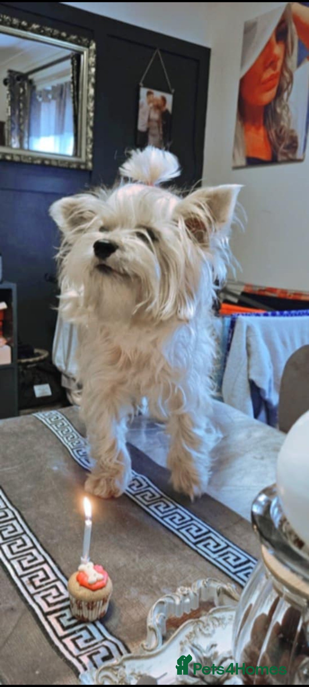 Yorkshire Terrier dogs for sale: Yorkshire terrier puppies (3 girls) - Image 10