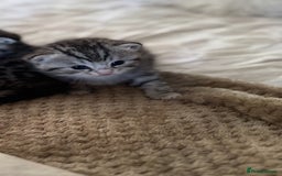 British Shorthair cats for sale: Beautiful lilac British shorthair X kittens - Image 13