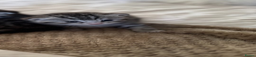 British Shorthair Kitten 3