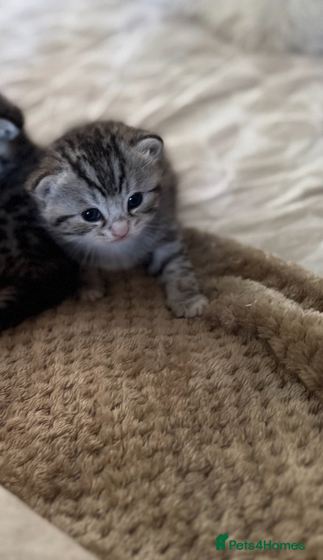 British Shorthair cats for sale: Beautiful lilac British shorthair X kittens - Image 13