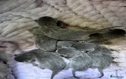 Russian Blue cats for sale: *TOP* Quality TICA GCCF Russsian Blue Kittens - Image 9