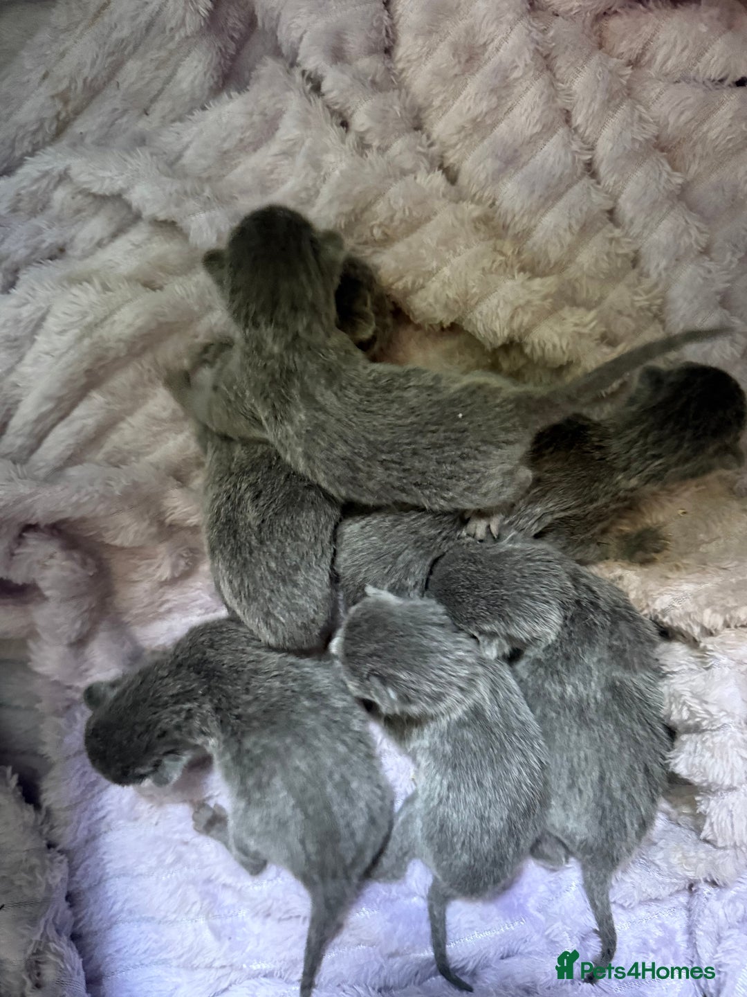 Russian Blue cats for sale: *TOP* Quality TICA GCCF Russsian Blue Kittens - Image 9