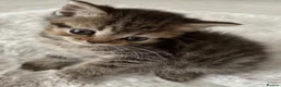 British Shorthair cats for sale: British short hair x exotic shorthair  - Advert 11