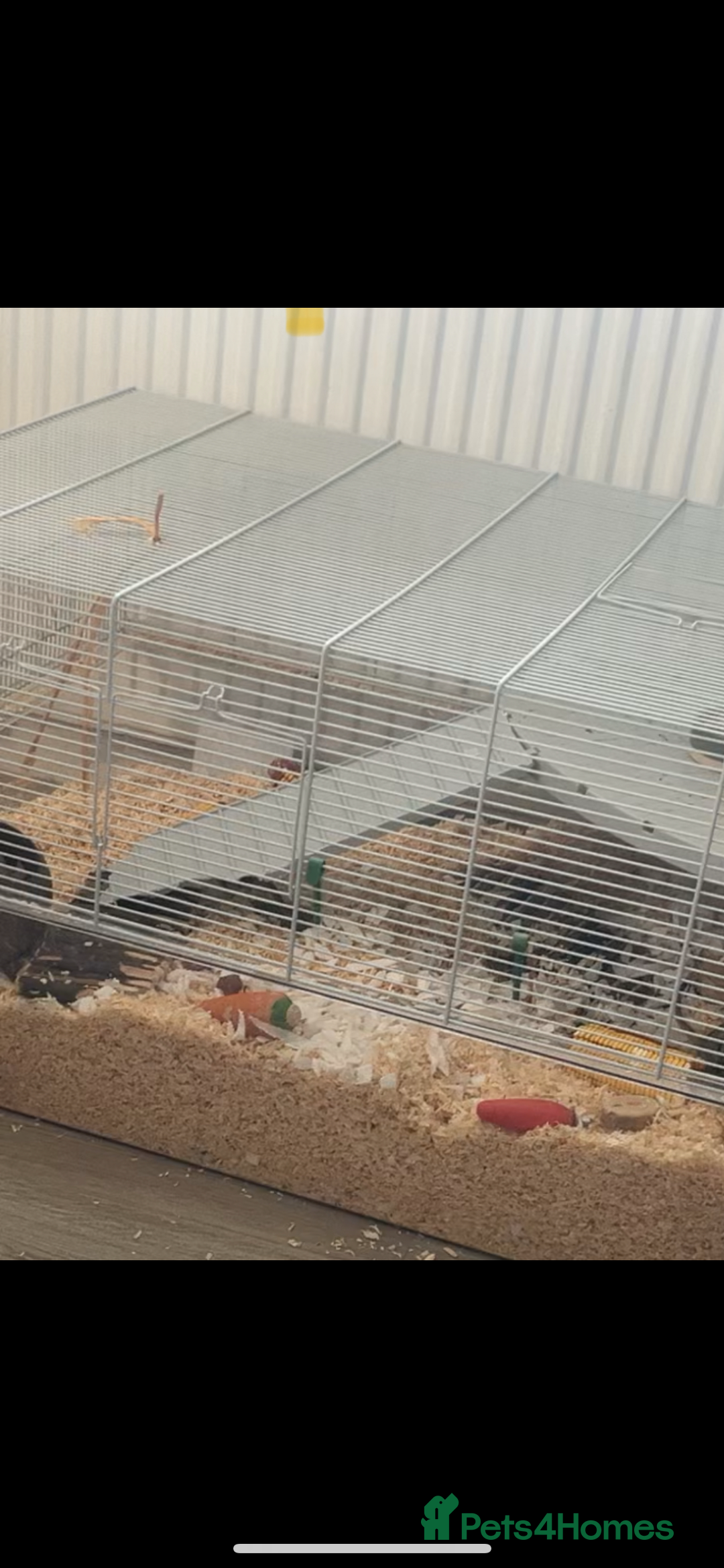 Gerbil rodents for sale: X2 female gerbils  - Advert 2