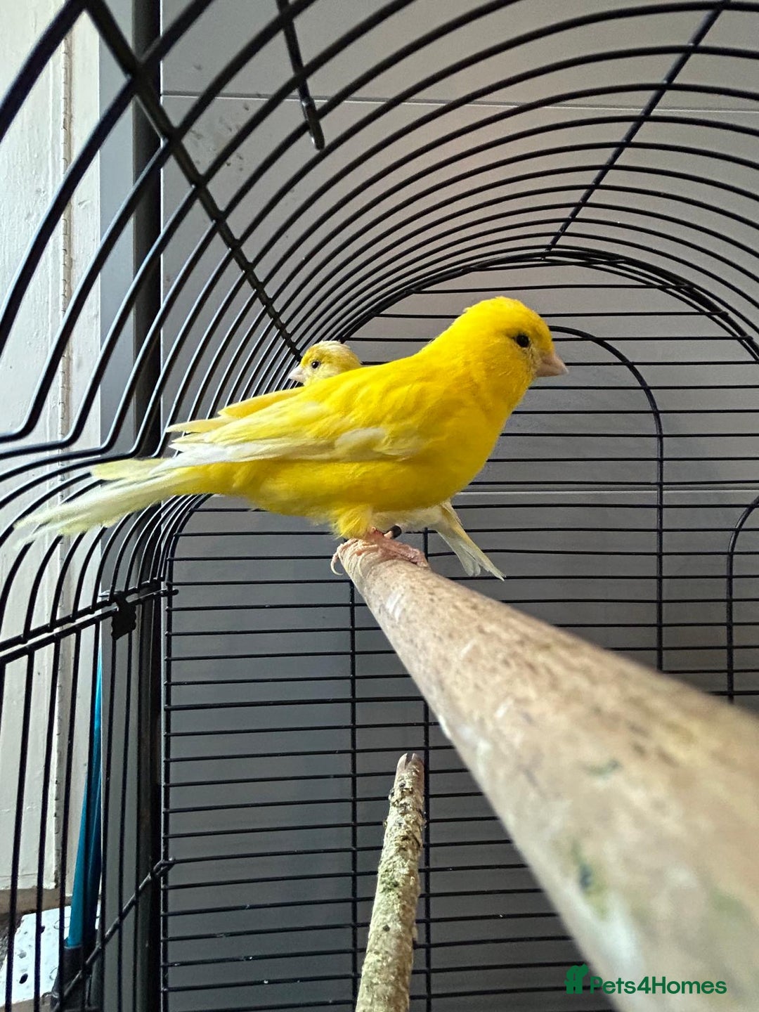 Mixed Breed birds for sale: Baby budgies and canaries for sale - Advert 1