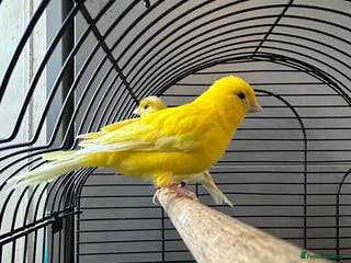 Mixed Breed birds Baby budgies and canaries for sale - Advert 2