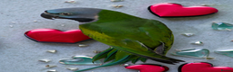 Parakeets birds for sale: Chinese Parakeet Derbyan Parakeet friendly - Advert 21