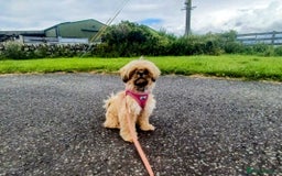 Shih Tzu dogs for sale: Imperial Shi tzu full pedigree puppy  - Image 7
