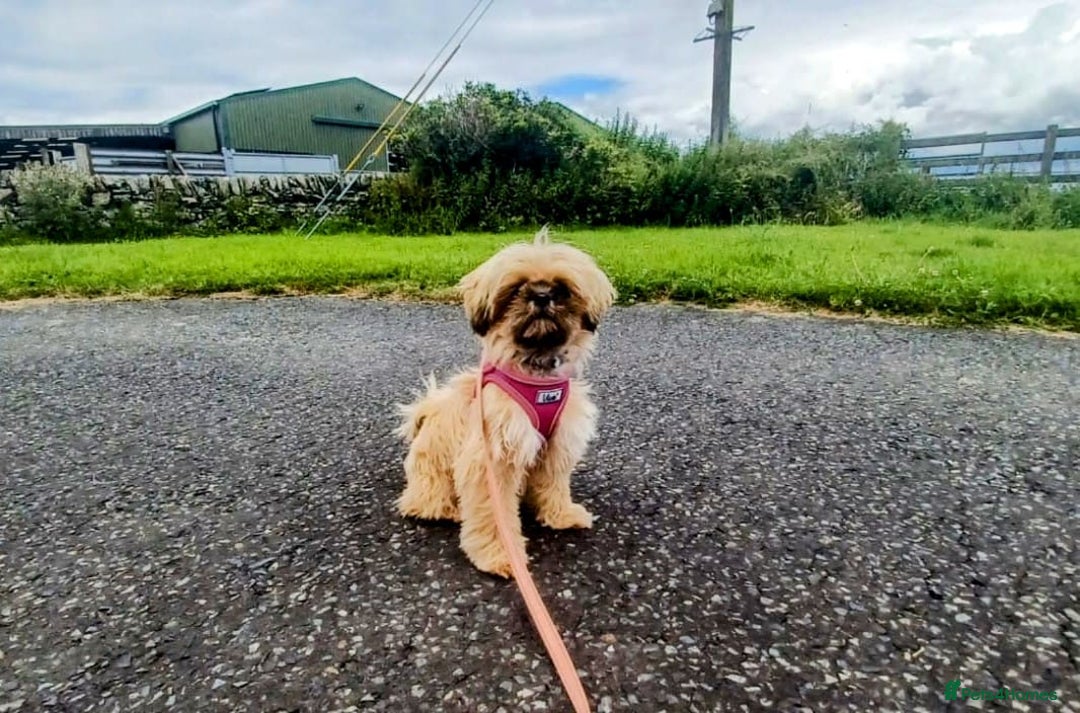 Shih Tzu dogs for sale: Imperial Shi tzu full pedigree puppy  - Image 7