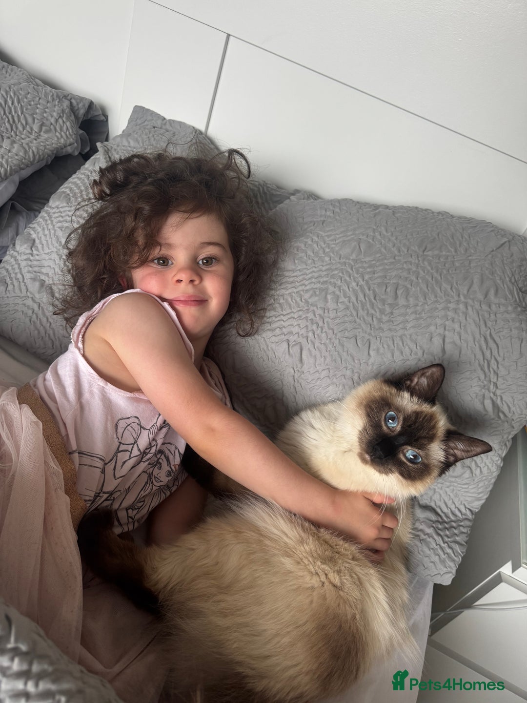 Ragdoll cats for sale: Beautiful Ragdoll kittens open to reasonable offer - Image 15