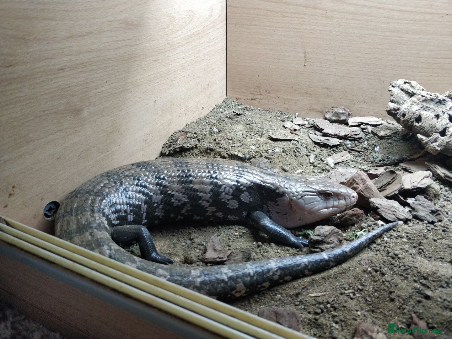 Skink reptiles Blue tongue skink (female) - Advert 1