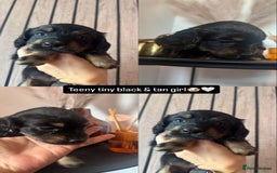 Cocker Spaniel dogs for sale: 3 beautiful cocker spaniels - Image 2