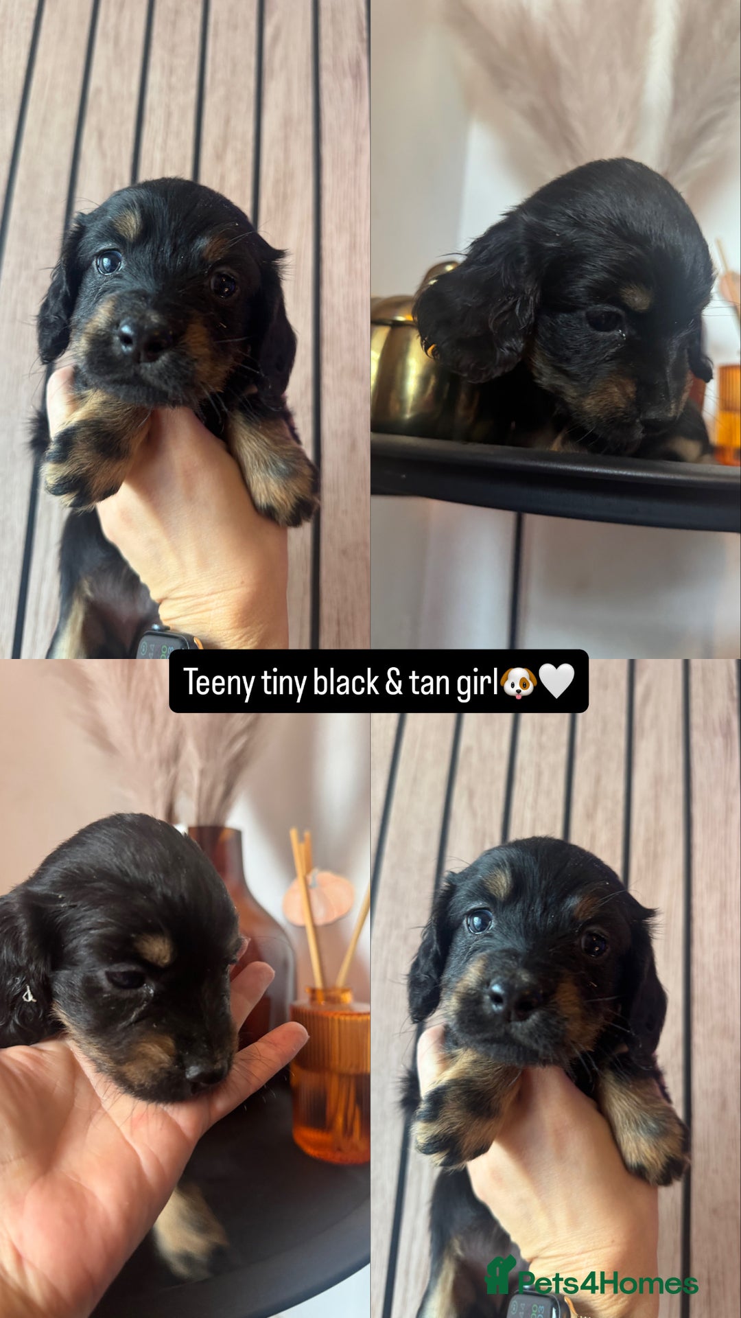 Cocker Spaniel dogs for sale: 3 beautiful cocker spaniels - Image 2