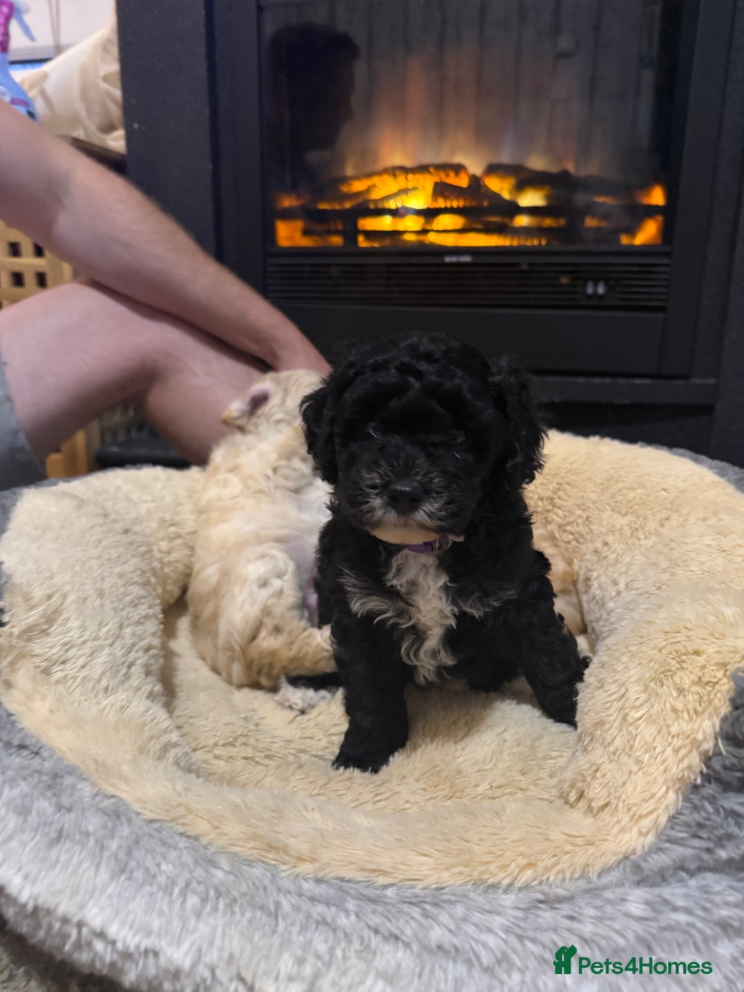 Cockapoo dogs for sale: 🐾ready to leave  black and white cockapoo - Image 17