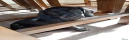 Mixed Breed dogs for sale: 10 week old Black Dachshund x Cocker Spaniel puppy in Nottingham - Advert 3
