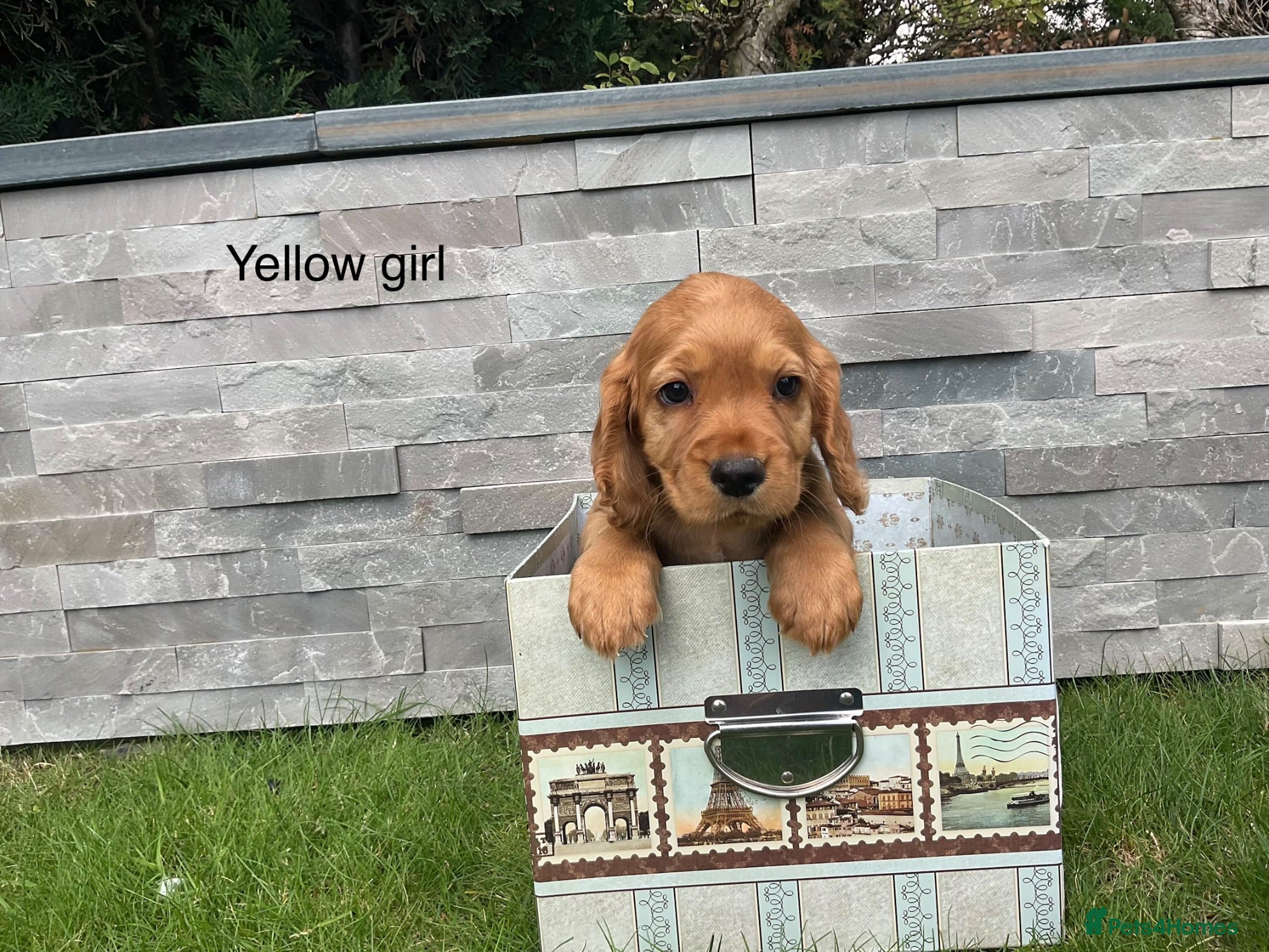 Cocker Spaniel dogs Hereditary clear working cocker spaniels - Advert 2