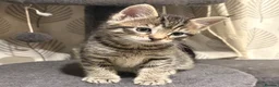 Ragcoon cats for sale: Beautiful friendly Maine coon x Ragdoll kittens in Bridgwater - Advert 5