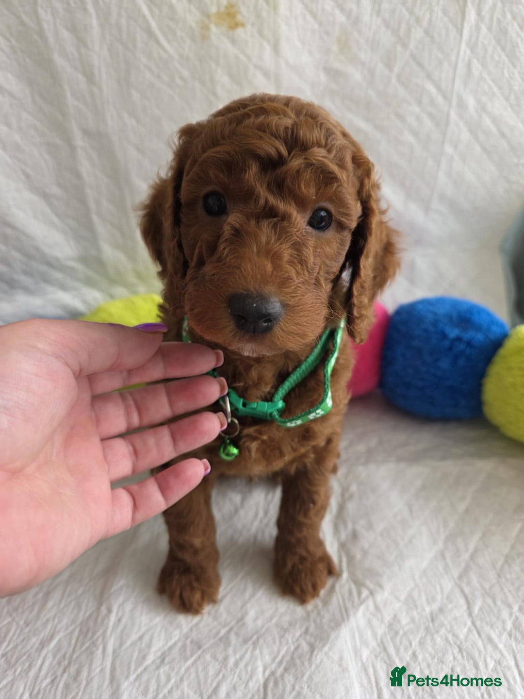 Goldendoodle dogs for sale: 👑Superb Rare Toy/Mini Deepest Red Goldendoodles👑 - Image 4