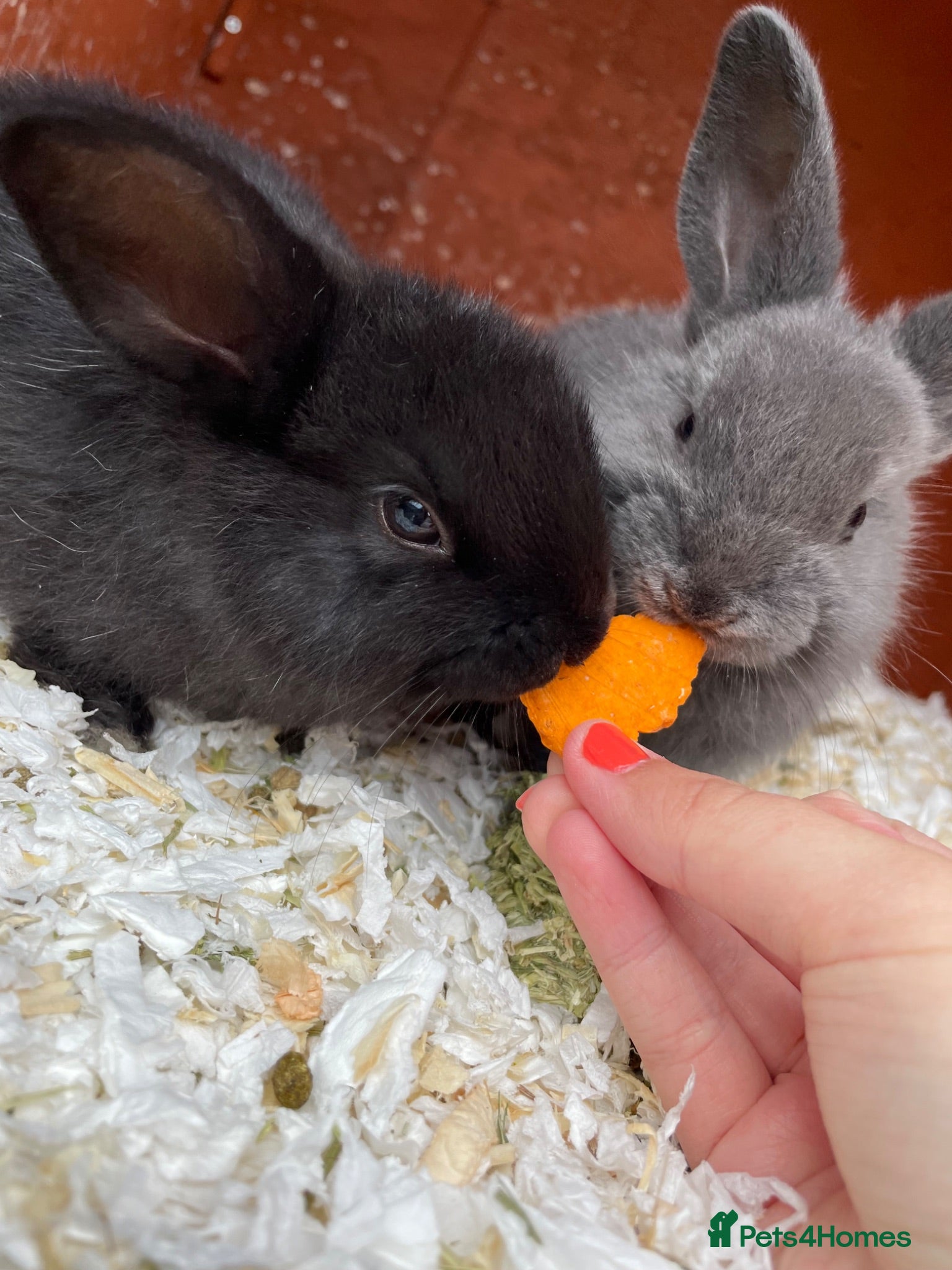 Mixed Breed rabbits Two baby rabbits - Advert 17