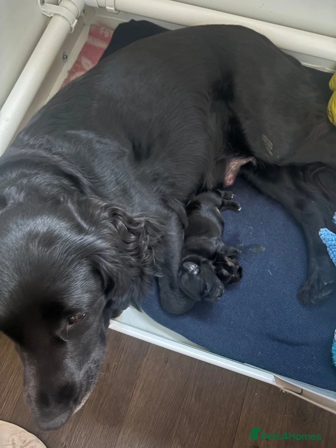 Mixed Breed dogs for sale: Gorgeous spaniel x Yorkshire terrier  in Crewkerne - Advert 6