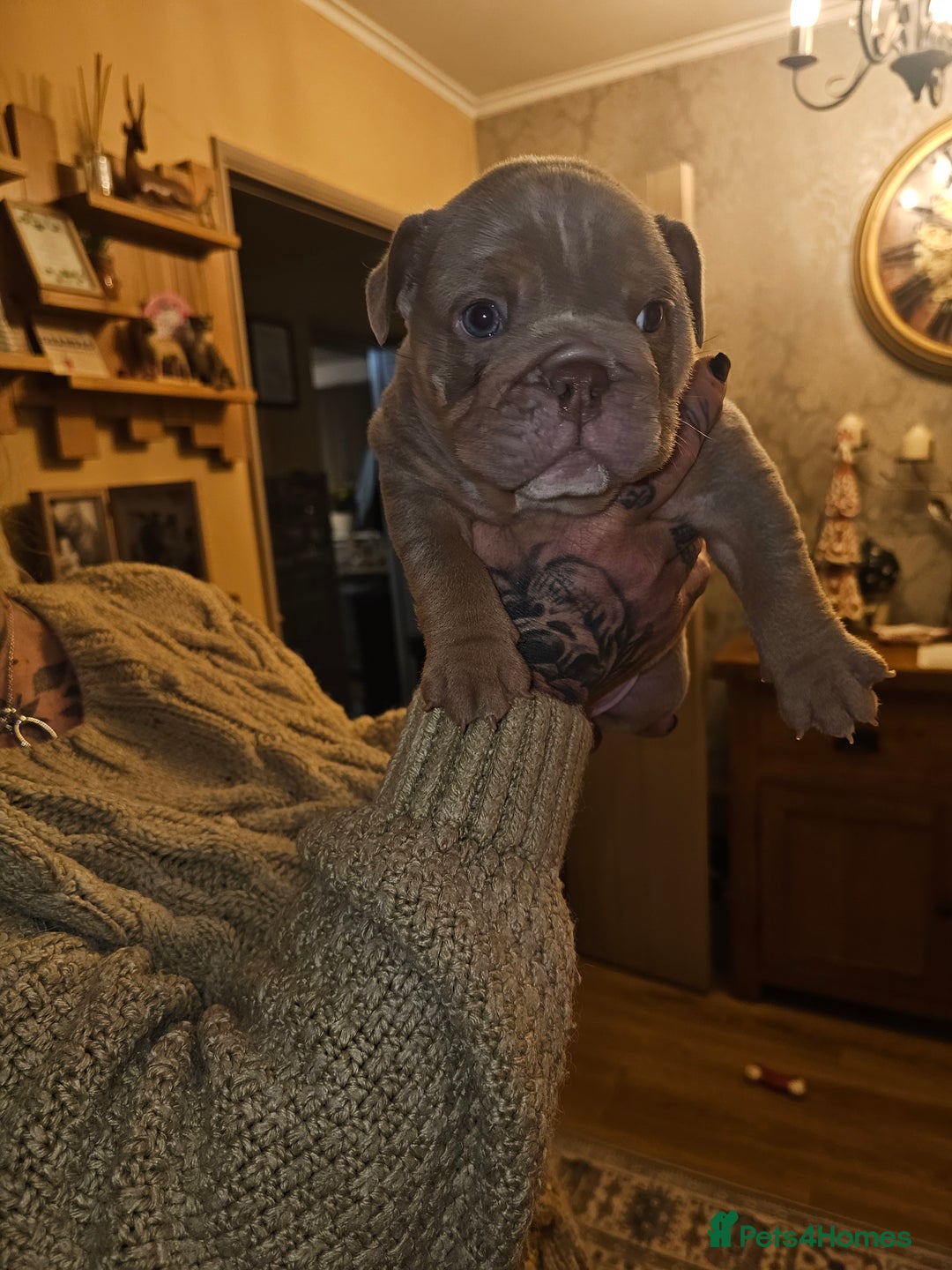 English Bulldog dogs for sale: English bulldog pups for sale - Advert 9