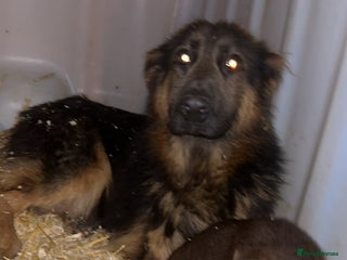 German Shepherd dogs Beautiful litter of coloured German shepherds! - Advert 3