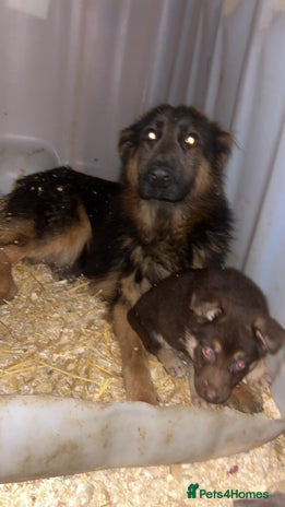 German Shepherd dogs Beautiful litter of coloured German shepherds! - Advert 4