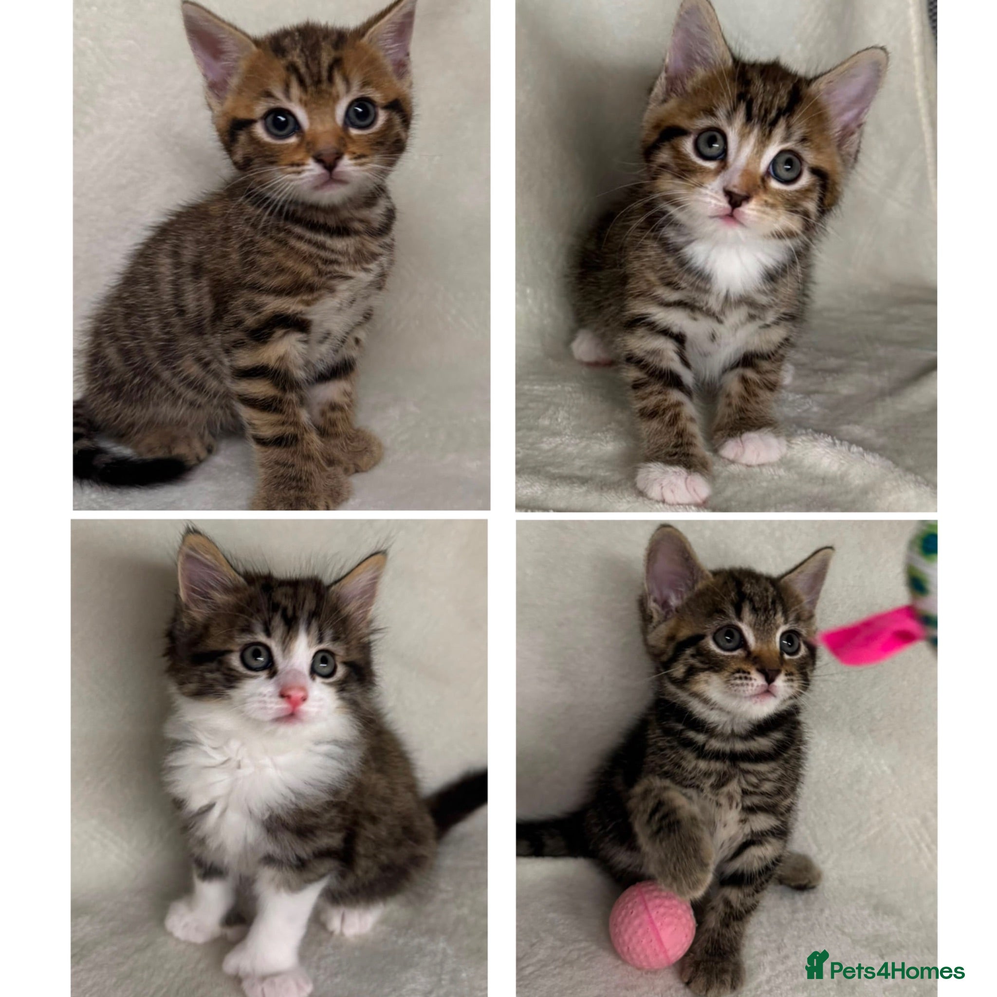 Siberian cats Siberian Cross Kittens For Sale - Advert 2