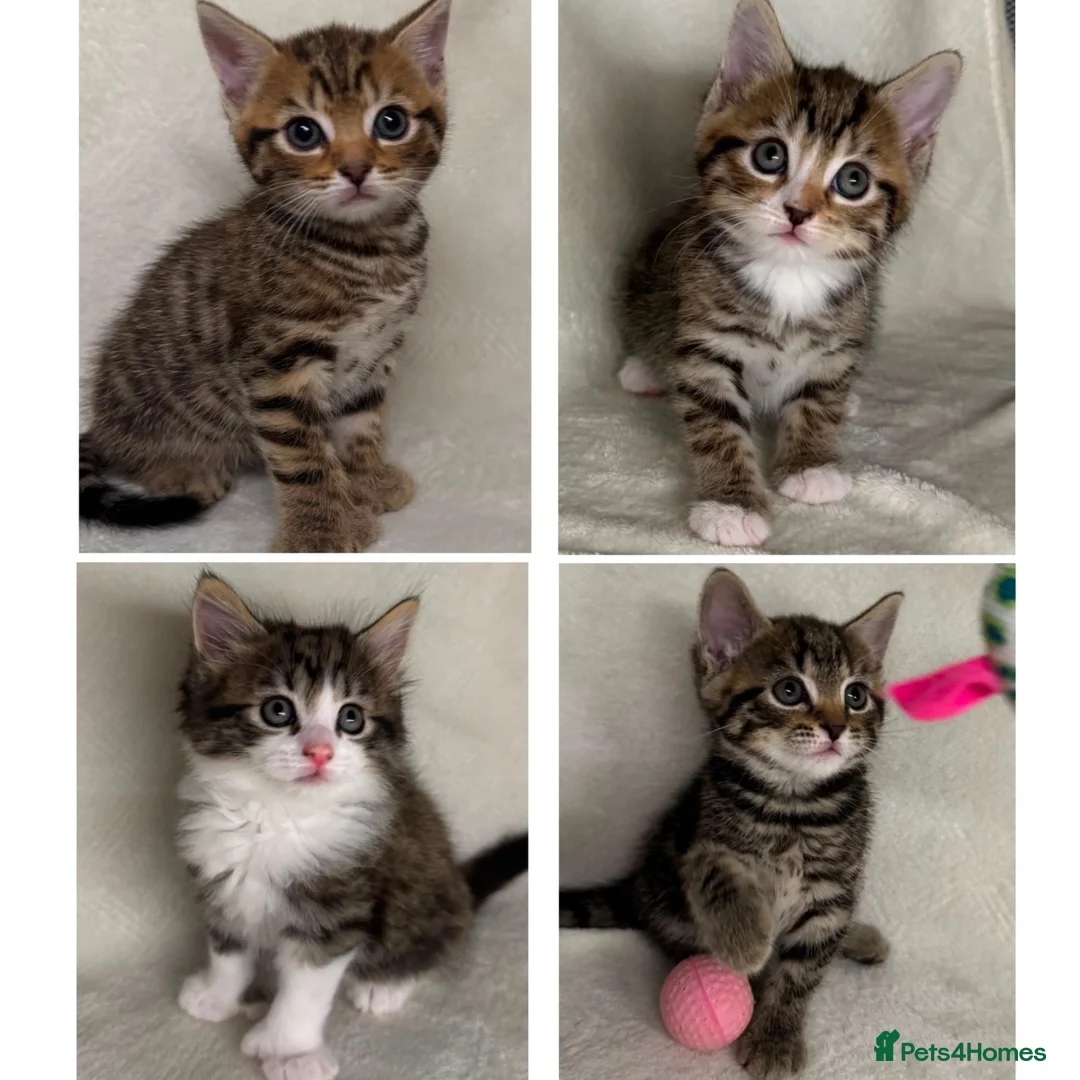 Siberian cats for sale: Siberian Cross Kittens For Sale - Advert 1