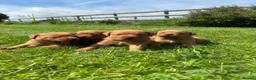 Labrador Retriever dogs for sale: 🐾 FOX RED LABRADOR PUPPIES 🐾 - Advert 2