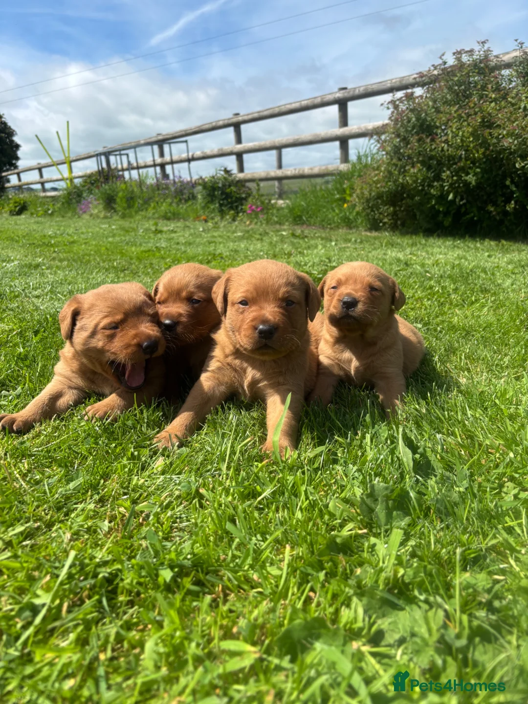 Labrador Retriever dogs for sale: 🐾 FOX RED LABRADOR PUPPIES 🐾 - Advert 2