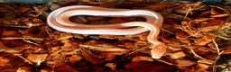 Corn Snake reptiles for sale: Cornsnakes forsale males females 2025 hatchlings  - Advert 11
