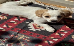 Bichon Frise dogs for sale:  ⸻  🐾 Adorable Bichon Frise Puppies for Sale!  - Image 4