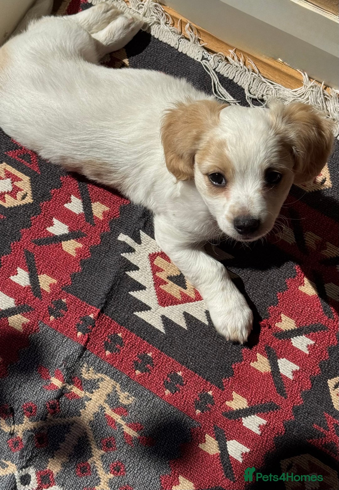 Bichon Frise dogs for sale:  ⸻  🐾 Adorable Bichon Frise Puppies for Sale!  - Image 4