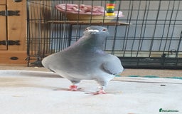 Pigeons birds for sale: Male Pigeon  Perry  - Image 2