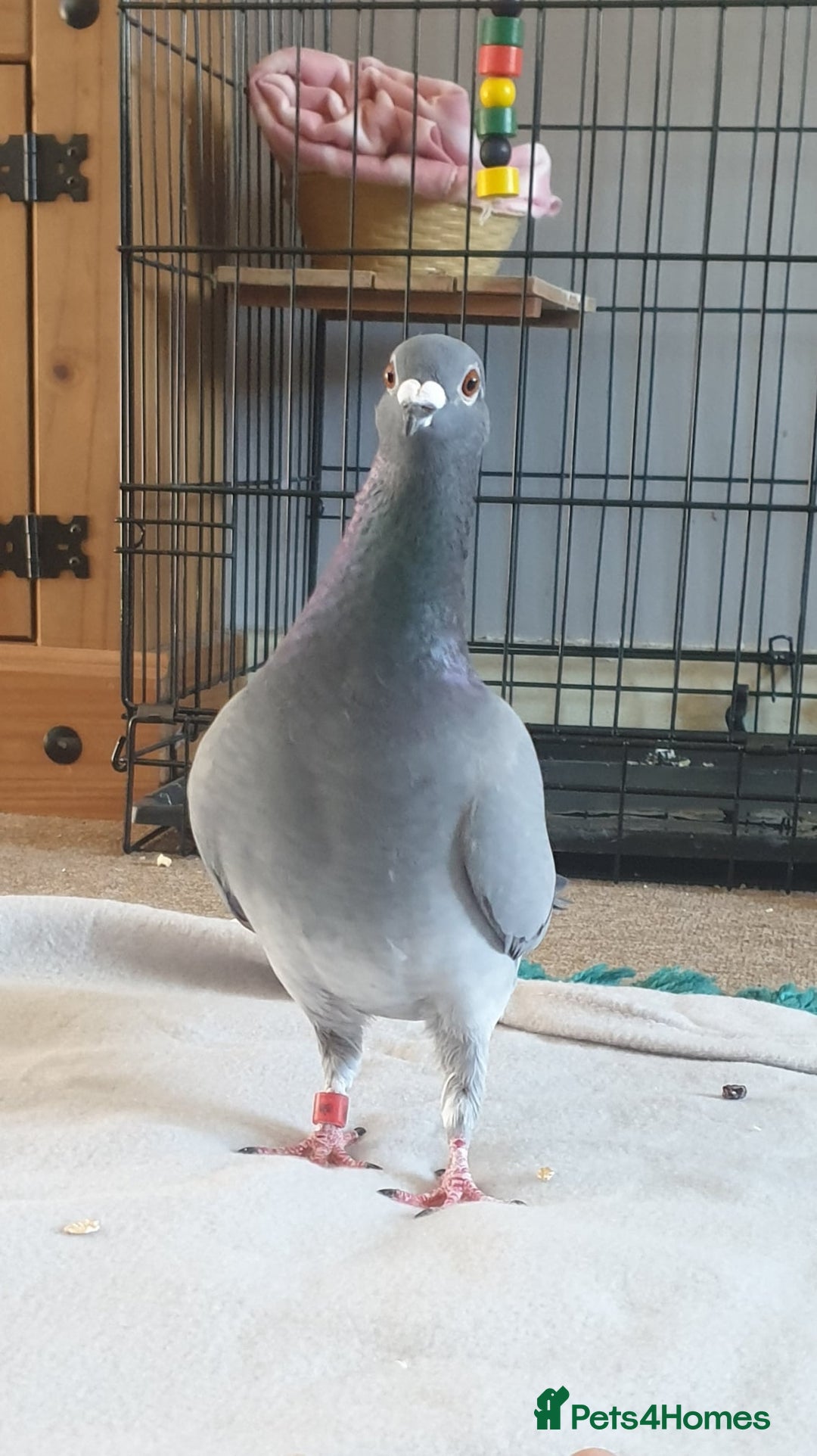 Pigeons birds for sale: Male Pigeon  Perry  - Image 2