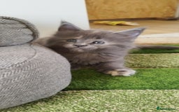 Maine Coon cats for sale: Tica pedigree kittens -ready for reservation  - Image 10
