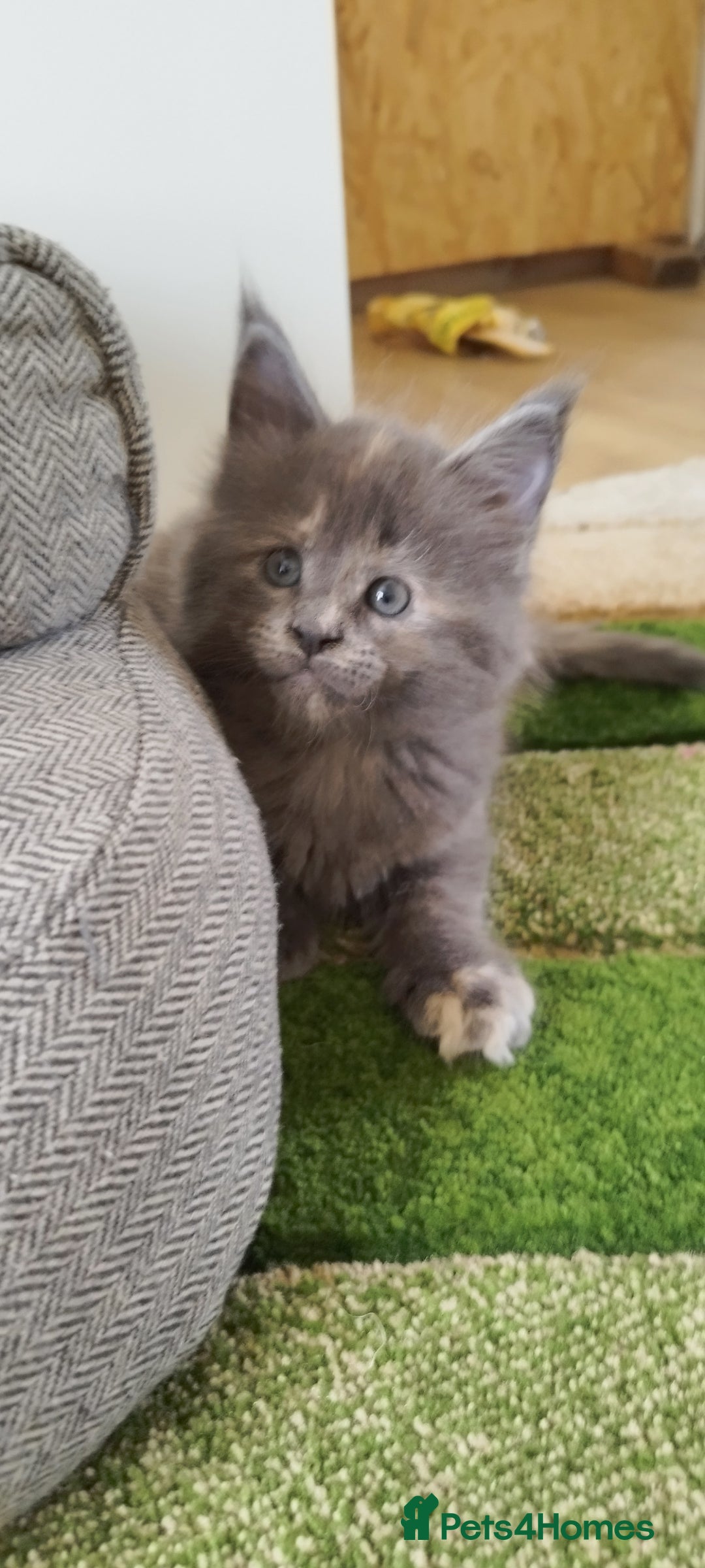 Maine Coon cats for sale: Tica pedigree kittens -ready for reservation  - Image 10