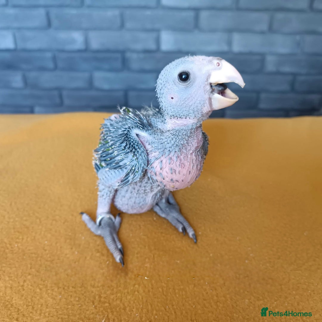 Parrots birds for sale: Baby Orange Winged Amazon Very Tame  - Advert 6