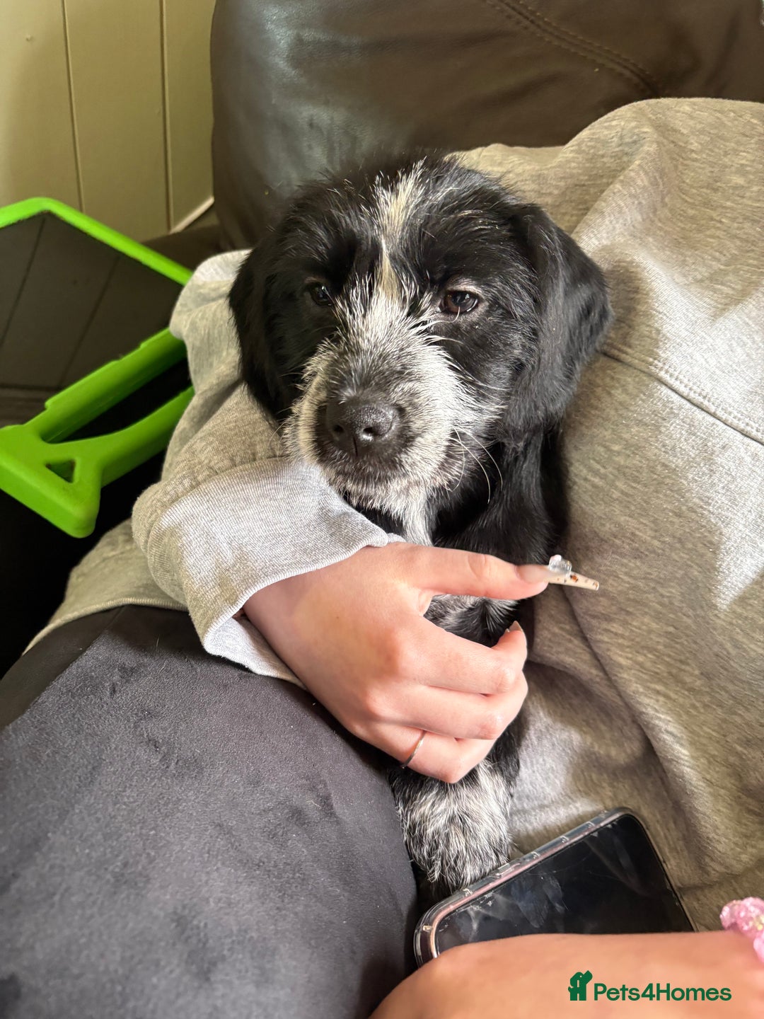 Mixed Breed dogs for sale: 6 months old female pup - Image 4