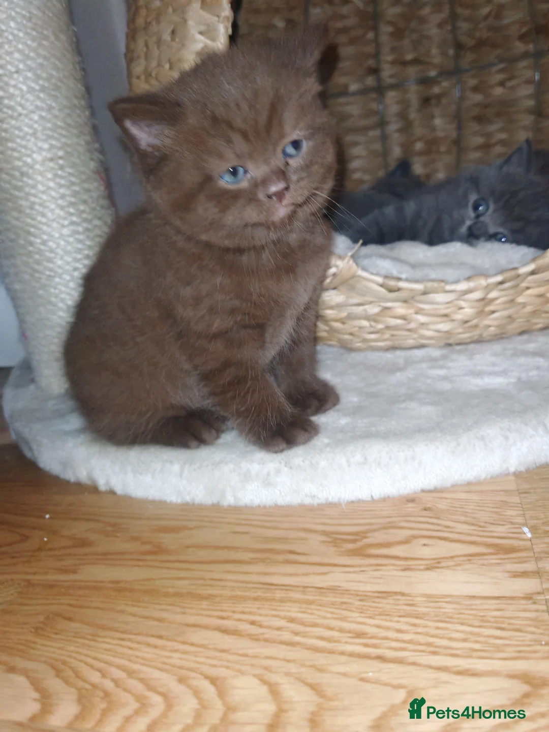 British Shorthair cats for sale: Adorable British Shorthair Kittens for Sale in Lincoln - Advert 15