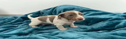 Miniature Dachshund dogs for sale: Lilac piebald miniature dachshund puppies  - Advert 6