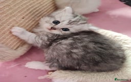 Devon Rex cats for sale: Munchkin x Devon rex  - Advert 17