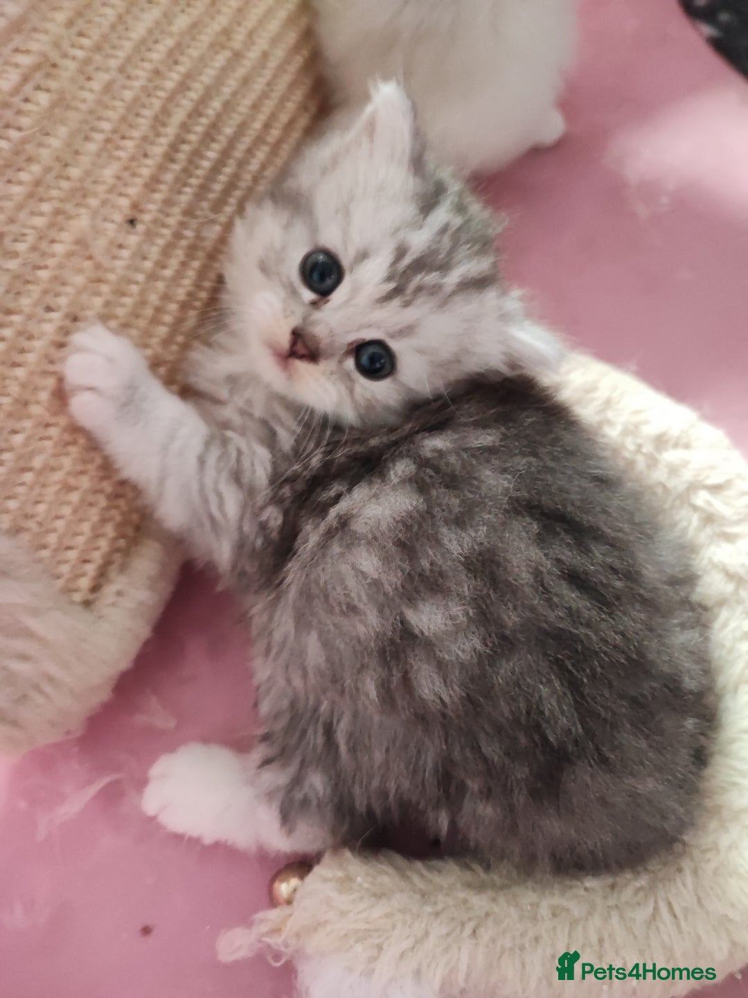 Devon Rex cats for sale: Munchkin x Devon rex  - Advert 17