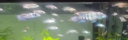 Cichlids fish for sale: Blue hybrid acara cichlid  in London - Advert 4