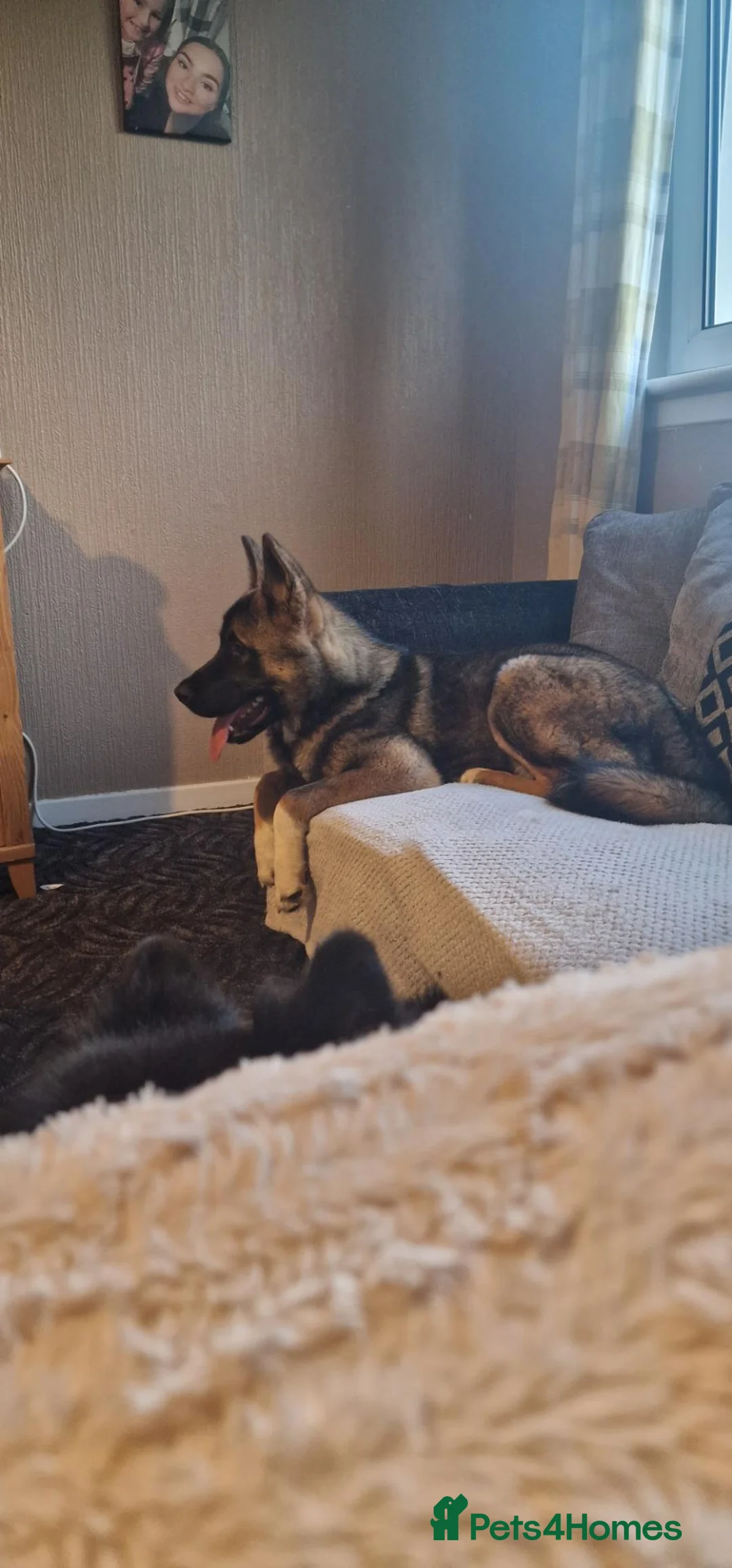 Mixed Breed dogs for sale: 11 Months Akita needing rehomed in Cumnock - Advert 4