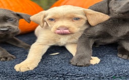 Labrador Retriever dogs for sale: stunning Lab Puppies Rare Colours & Family Raised - Image 22