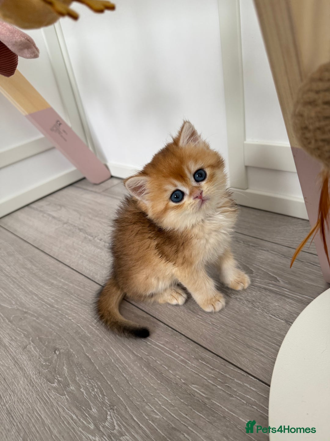 Brazilian Shorthair cats for sale: Golden British Shorthair kittens - Image 20